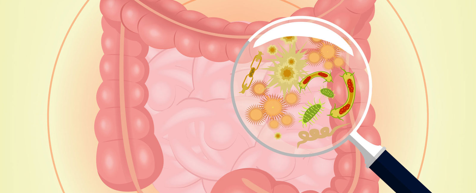 Darmflora-Bakterien: Welche Mikroben bevölkern unseren Darm?