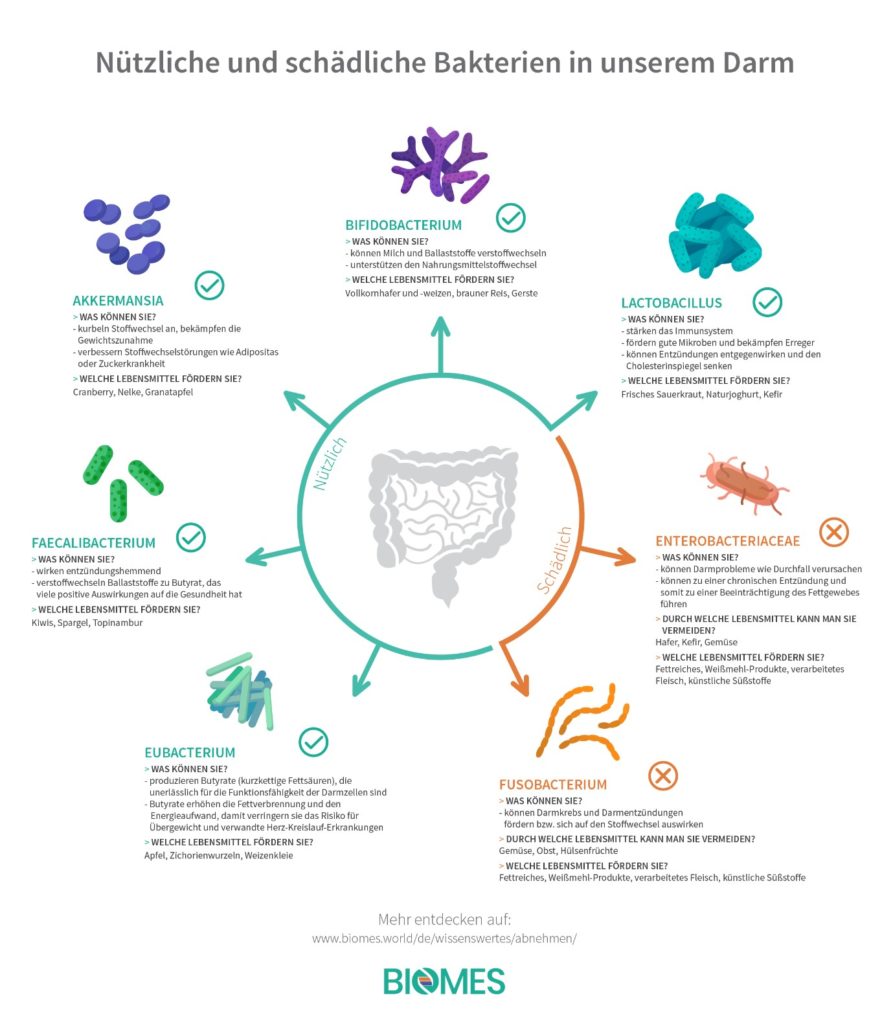 Infografik nuetzliche Bakterien
