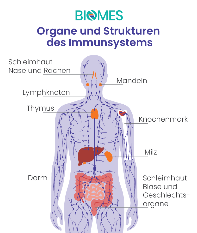 Übersicht: welche Organe gehören zum menschlichen Immunsystem